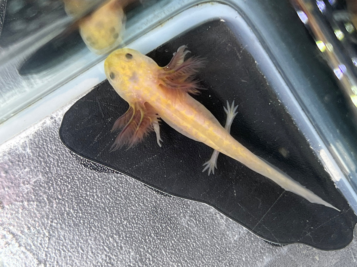 Hypo Copper Melanoid Nina's Axolotl Nursery