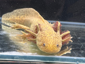 Female Copper Nina's Axolotl Nursery