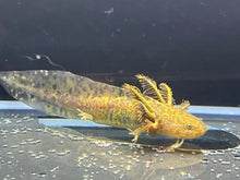 Load image into Gallery viewer, Wild 1/4 True Axolotl Nina's Axolotl Nursery
