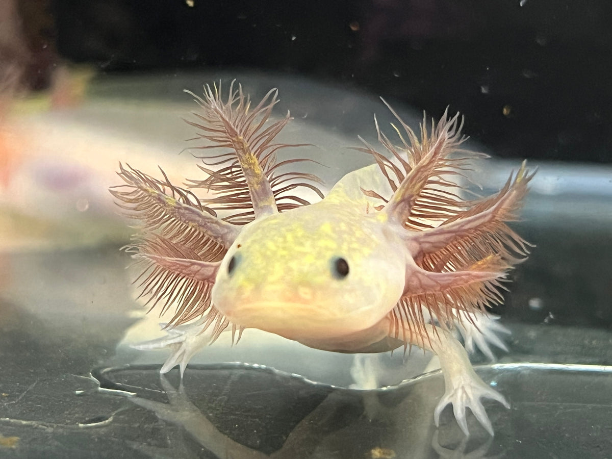 Copper Melanoid Nina's Axolotl Nursery