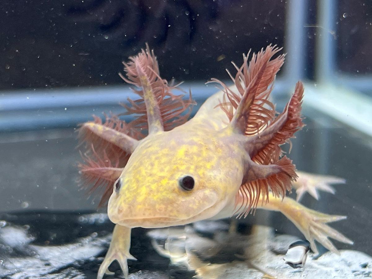 Copper Melanoid Nina's Axolotl Nursery