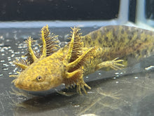 Load image into Gallery viewer, Wild 1/4 True Axolotl Nina's Axolotl Nursery