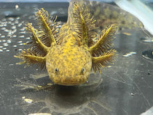Load image into Gallery viewer, Wild 1/4 True Axolotl Nina's Axolotl Nursery