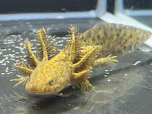 Load image into Gallery viewer, Wild 1/4 True Axolotl Nina's Axolotl Nursery
