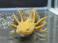 Load image into Gallery viewer, Wild 1/4 True Axolotl Nina's Axolotl Nursery