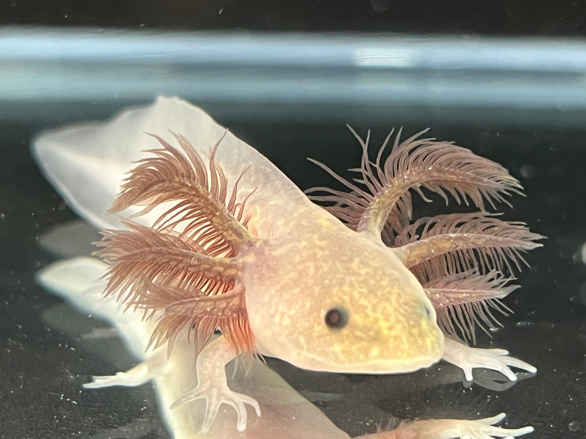Copper Melanoid Axolotl Juvie Nina's Axolotl Nursery