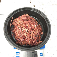 Load image into Gallery viewer, Axolotl Worms for Food ( Red Wiggler Mix) FREE SHIPPING Nina's Axolotl Nursery