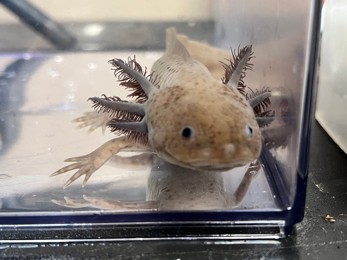 Male Copper Mel with a birthmark Nina's Axolotl Nursery