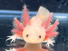 Load image into Gallery viewer, Axanthic Leucistic Nina&#39;s Axolotl Nursery
