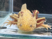 Load image into Gallery viewer, Female Copper Nina&#39;s Axolotl Nursery

