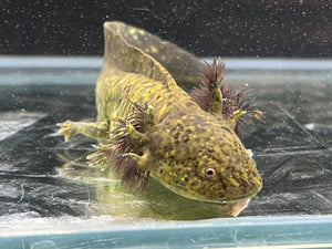 Rescue Wild Nina's Axolotl Nursery