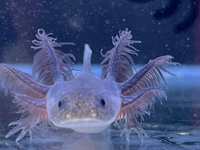 Load image into Gallery viewer, Nursery Choice Melanoid Nina&#39;s Axolotl Nursery
