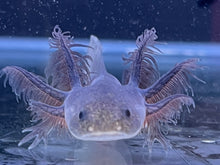 Load image into Gallery viewer, Nursery Choice Melanoid Nina&#39;s Axolotl Nursery
