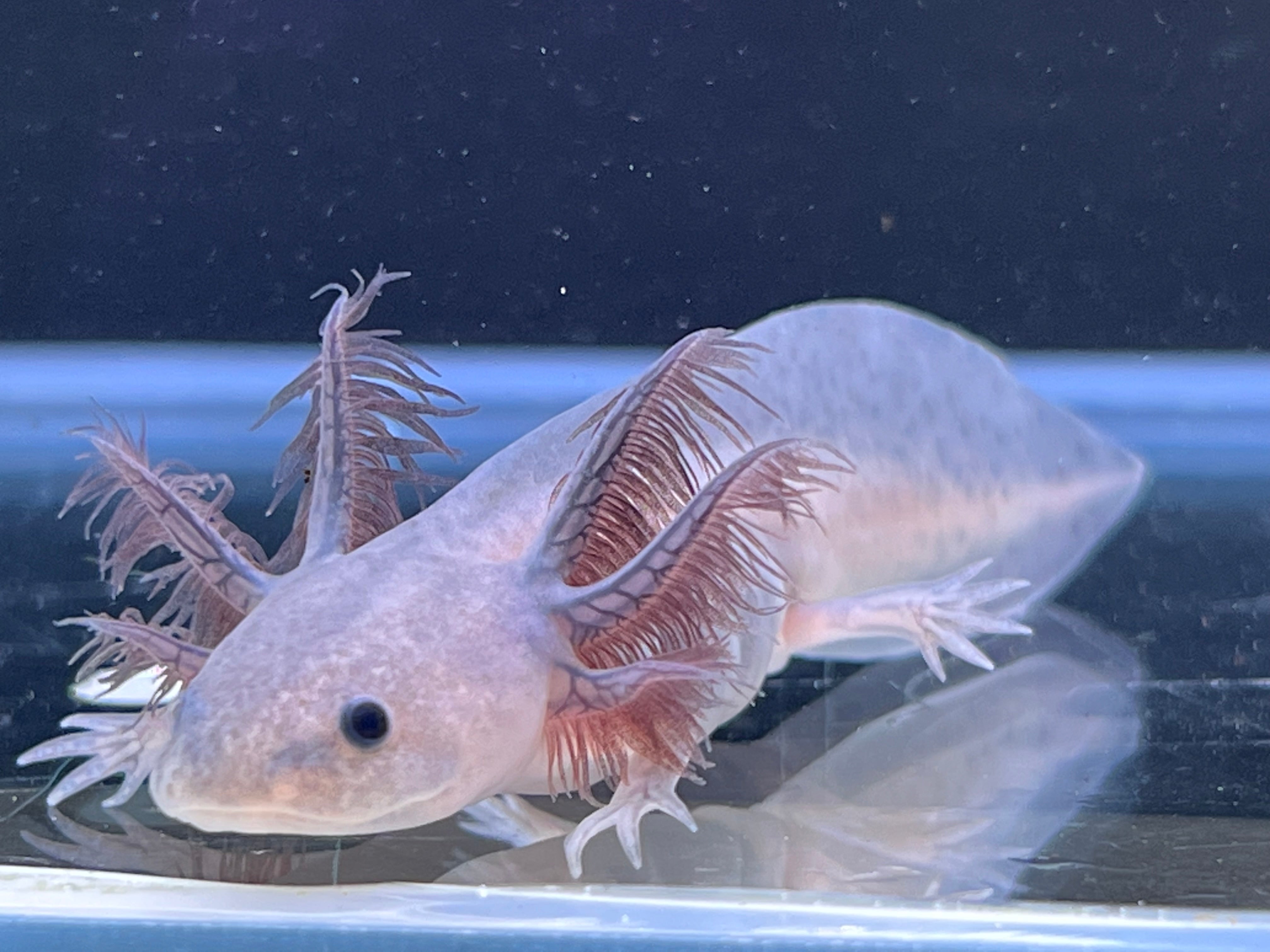 Albino Axolotl Axolotl Pet For Sale Long Fluffy Gill Axolotls