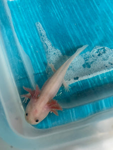 Luecistic Nina's Axolotl Nursery