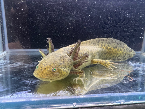 Gfp Wild Nina's Axolotl Nursery