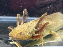 Load image into Gallery viewer, Wild Nina&#39;s Axolotl Nursery
