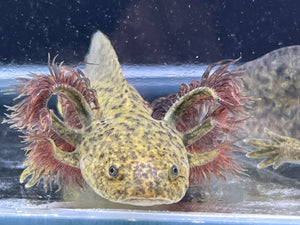Wild Nina's Axolotl Nursery