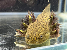 Load image into Gallery viewer, Rescue Wild Nina&#39;s Axolotl Nursery
