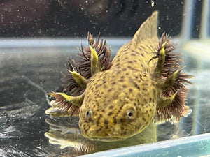Rescue Wild Nina's Axolotl Nursery