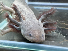 Load image into Gallery viewer, Melanoid Nina&#39;s Axolotl Nursery
