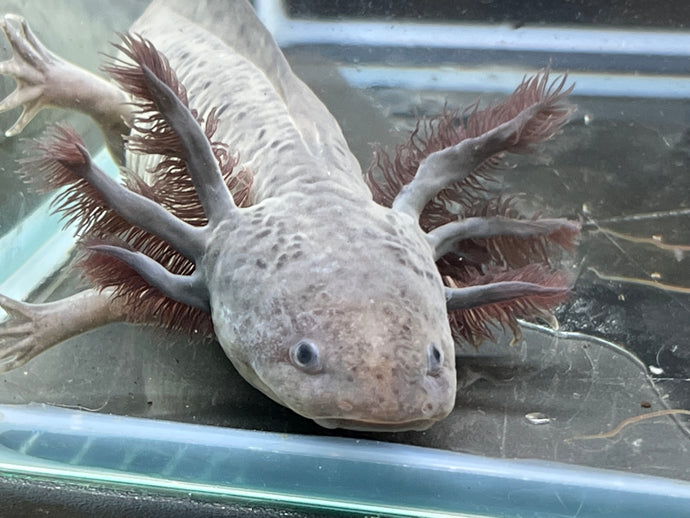 Melanoid Nina's Axolotl Nursery