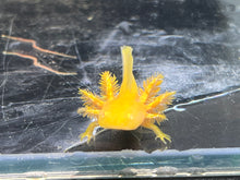 Load image into Gallery viewer, Hypo Copper Albino/Copper Albino Split Nina&#39;s Axolotl Nursery
