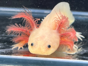 Melanoid Luecistic Nina's Axolotl Nursery