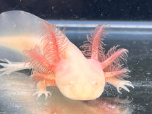 Load image into Gallery viewer, White Albino Nina&#39;s Axolotl Nursery
