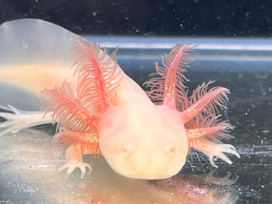 White Albino Nina's Axolotl Nursery