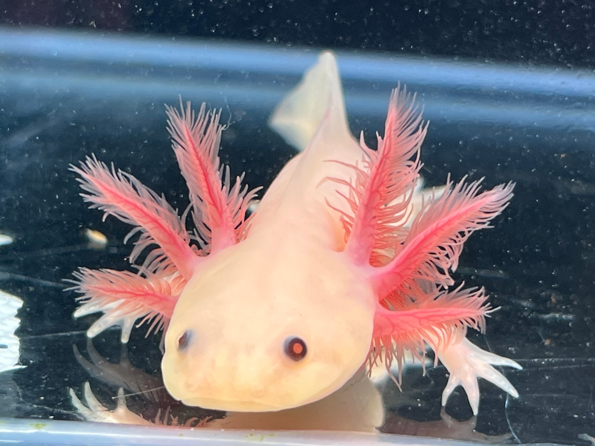 Welcome to Nina's Axolotl Nursery! We raise and provide axolotls
