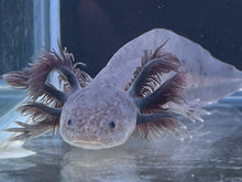 Load image into Gallery viewer, Melanoid Axanthic Nina&#39;s Axolotl Nursery
