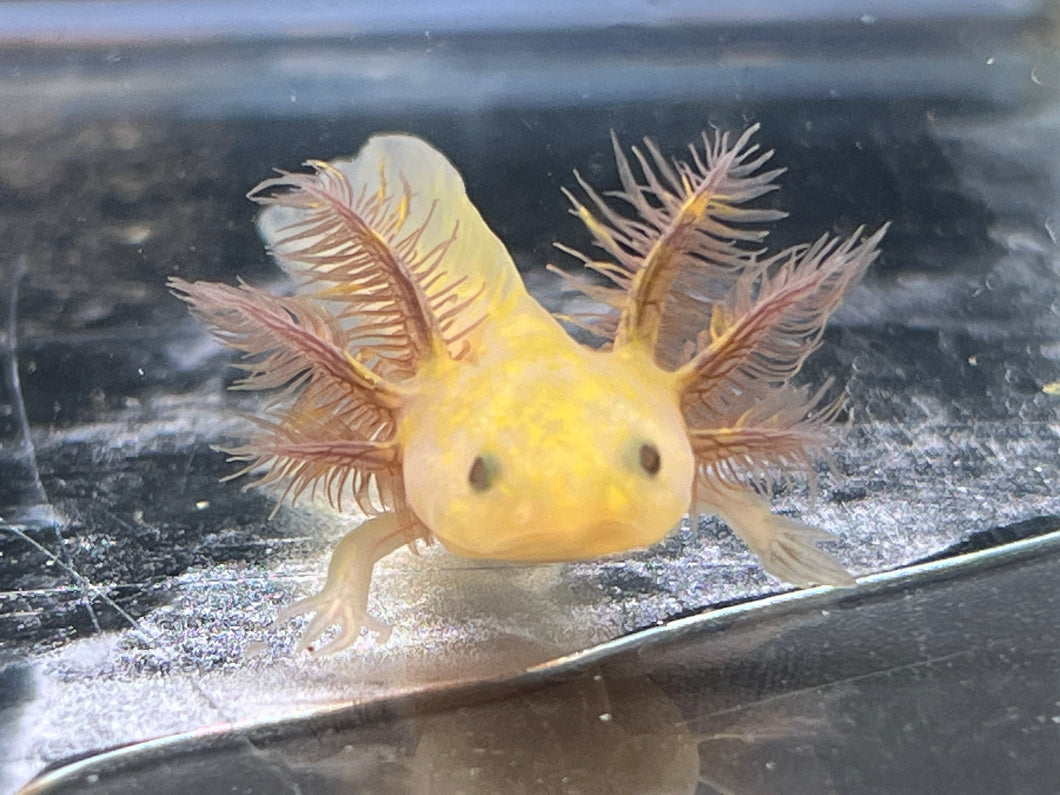 Hypo Copper Melanoid Nina's Axolotl Nursery