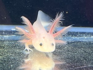 Leucistic Axolotl Nina's Axolotl Nursery