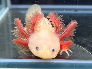 Dark Gill Luecistic Nina's Axolotl Nursery