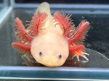 Load image into Gallery viewer, Dark Gill Luecistic Nina&#39;s Axolotl Nursery
