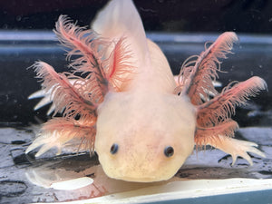 Dark Gill Forked Dirty Luecistic low iridophore Nina's Axolotl Nursery
