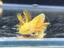 Load image into Gallery viewer, Gfp Copper Nina&#39;s Axolotl Nursery
