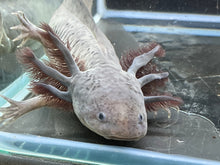 Load image into Gallery viewer, Melanoid Nina&#39;s Axolotl Nursery
