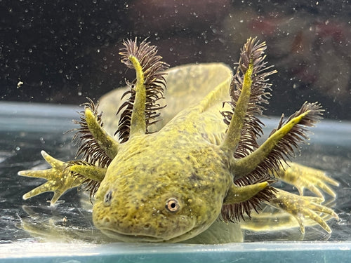 1/4 True Ambystoma Mexicana Nina's Axolotl Nursery