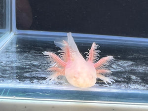 White Albino Nina's Axolotl Nursery