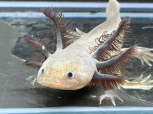 Load image into Gallery viewer, Melanoid Nina&#39;s Axolotl Nursery
