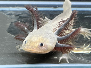 Melanoid Nina's Axolotl Nursery