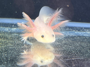 Leucistic Axolotl Nina's Axolotl Nursery