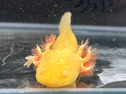 Rescue Albino Nina's Axolotl Nursery