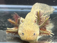 Load image into Gallery viewer, Wild Nina&#39;s Axolotl Nursery
