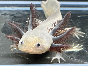 Melanoid Nina's Axolotl Nursery