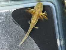 Load image into Gallery viewer, Gfp Copper Nina&#39;s Axolotl Nursery
