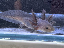Load image into Gallery viewer, Nursery Choice Melanoid Nina&#39;s Axolotl Nursery
