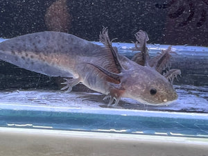 Nursery Choice Melanoid Nina's Axolotl Nursery